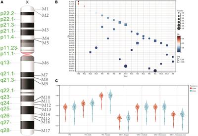 Development and forensic efficiency evaluations of a novel multiplex amplification panel of 17 Multi-InDel loci on the X chromosome